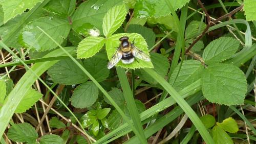 Volucella bombylans